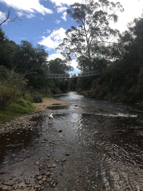 Walking my dog along a beautiful stream